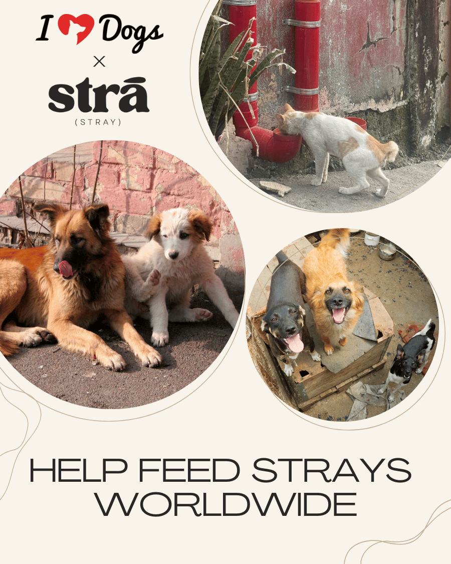 Hungry stray animals getting fed - Help us feed strays worldwide!