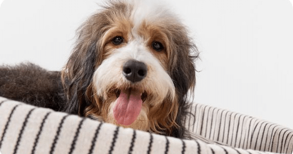 You Know PetSmart, But Have You Seen Their Services?