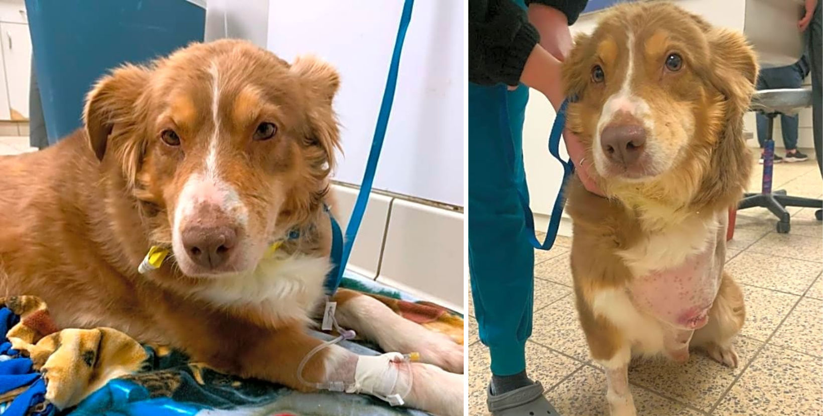 Marnie Ran For Her Life, Escaping A Puppy Mill & Got Hit by A Truck