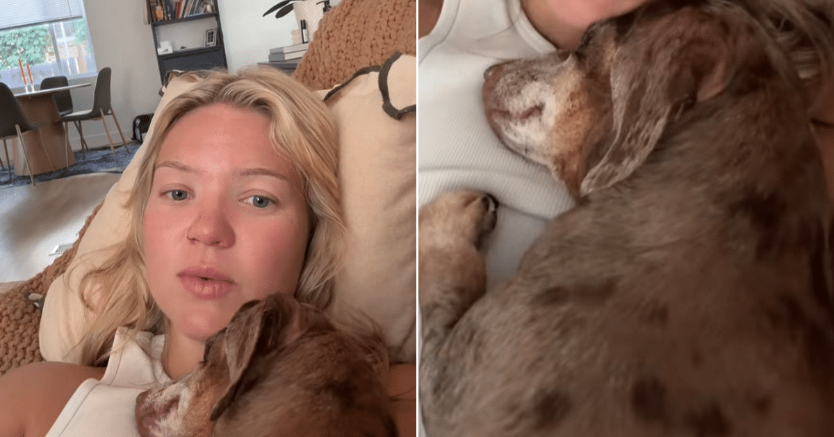 Dachshund Refuses To Leave Owner’s Side After She Returns From Vacation