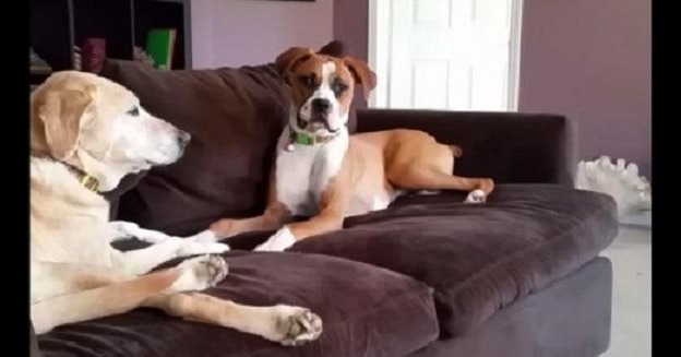 Two Dogs Caught Deep In Conversation