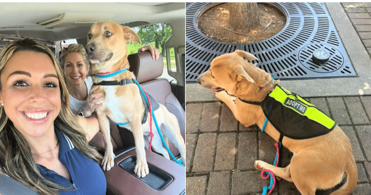 Woody Enjoys a Taste of Freedom Before Sad Return