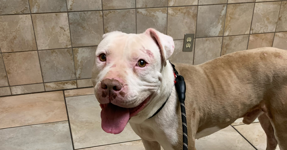 Starving Stray Wanders To Rescue To Find Help