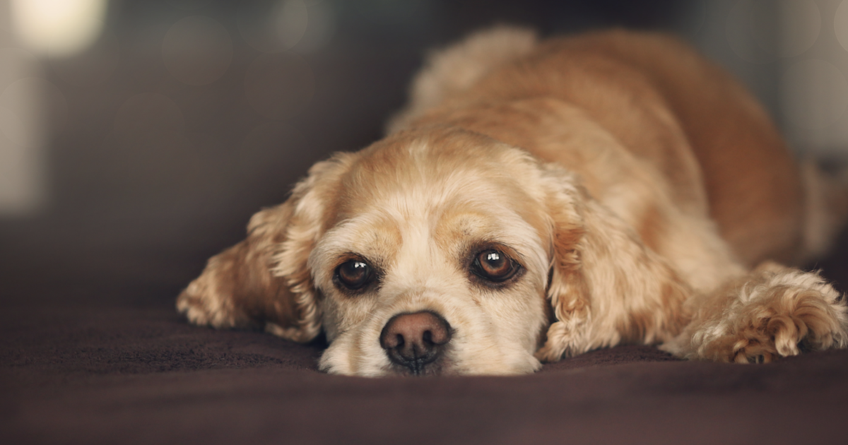 Ginger Root For Dogs: Its Effects Could Be Life-Changing!