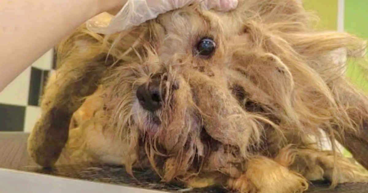 Dog Disregarded For Years Before ‘Weight Of The World’ Was Lifted