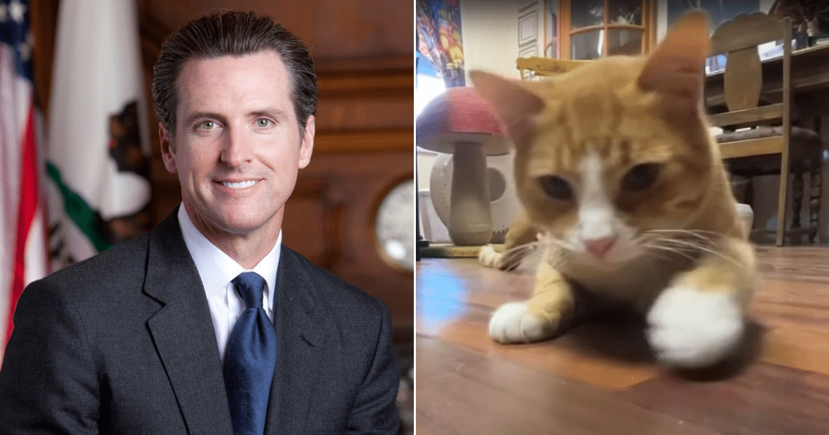 California Officially Bans Cat Declawing with Governor Newsom’s Signature