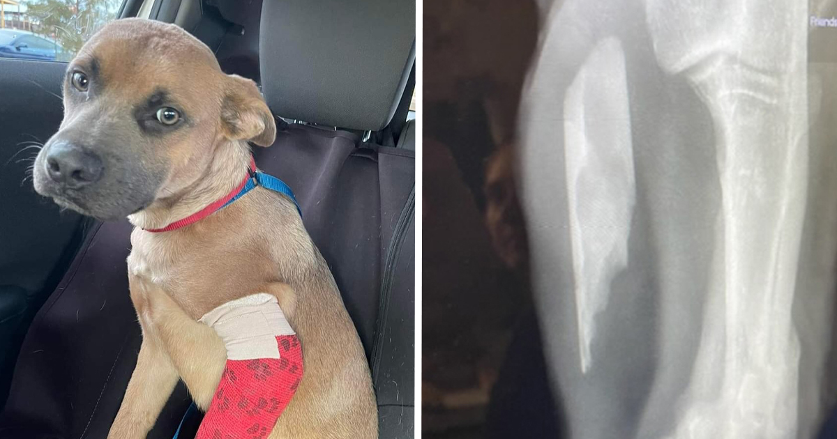 Second-Time Stray Suffers Severe Injury. You Helped Save His Leg.
