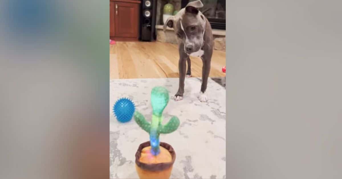 Howling Pittie Has Hilarious Reaction When Cactus Toy ‘Talks’ to Him