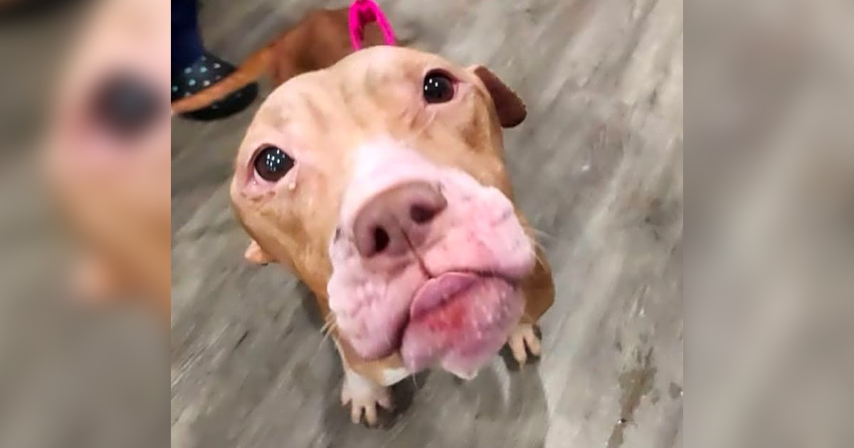 A Discarded Mama Dog Found Horrifically Emaciated, Almost Gives Up Hope
