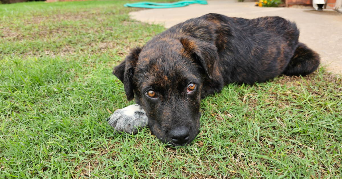 Stray Puppy Was Skin And Bones With A Damaged Neck, But You Saved Him!