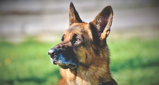 12 Most ‘Clingy’ Dog Breeds: We Countdown the Dogs Who Stick To You Like Glue