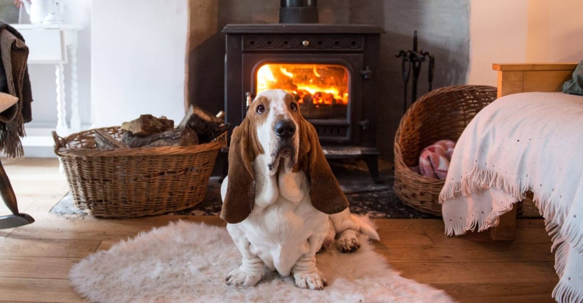 13 Quiet Dog Breeds That Prefer Peaceful Homes