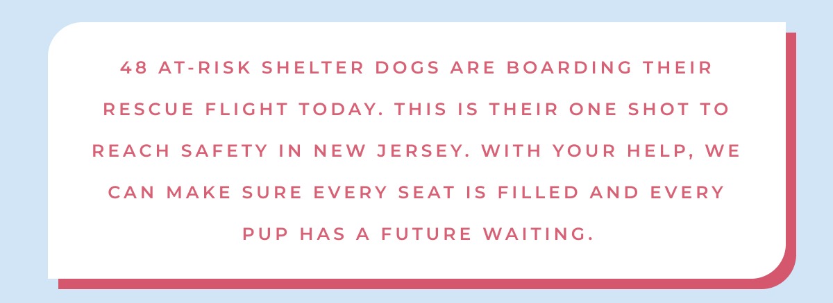 48 at-risk shelter dogs are boarding their rescue flight today. This is their one shot to reach safety in New Jersey. With your help, we can make sure every seat is filled and every pup has a future waiting.