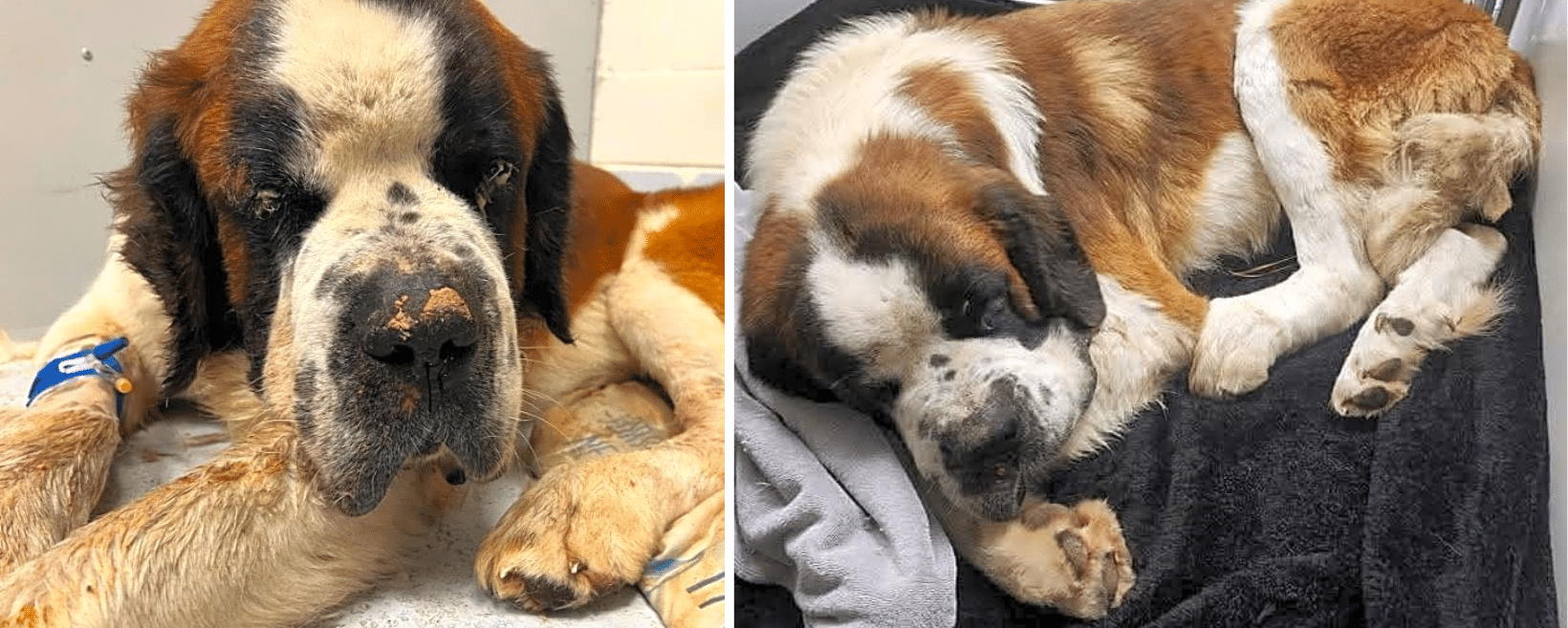 Nick Urgently Needs Orthopedic Surgery and Heartworm Treatment
