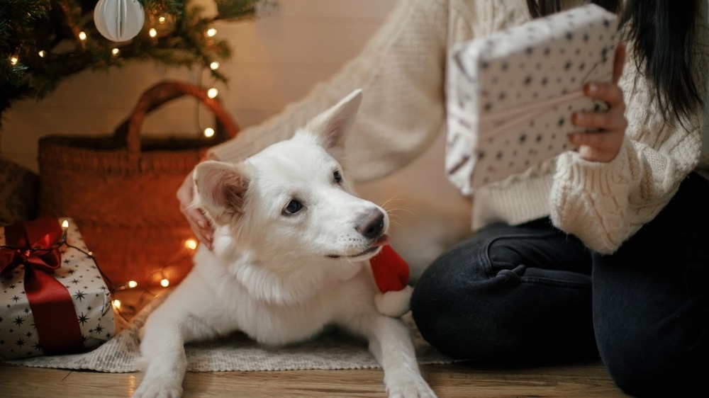 Top 2025 Holiday Picks for Dog Owners, Dog Lovers & Rescue Dogs