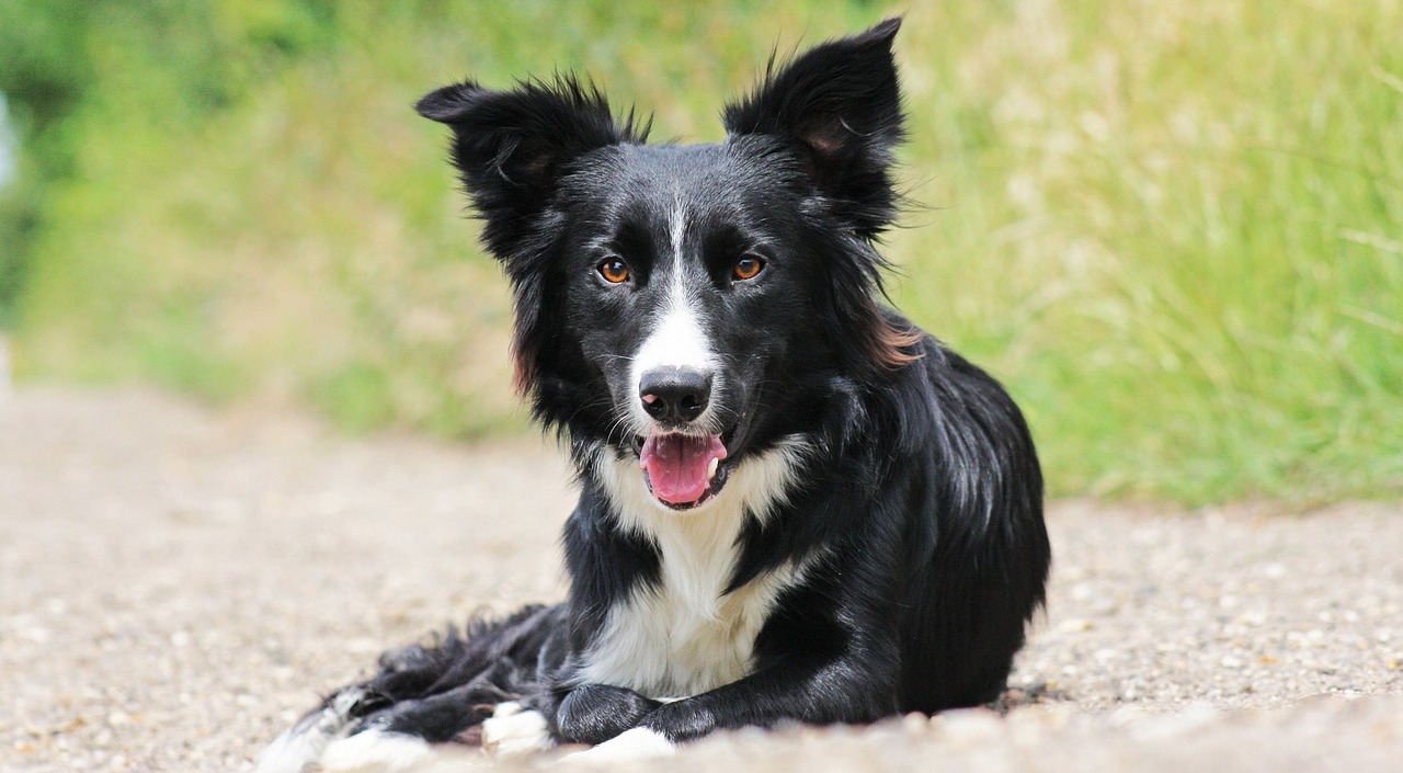 12 Most Comedic Dog Breeds: We Countdown The Dogs That Are Natural Clowns