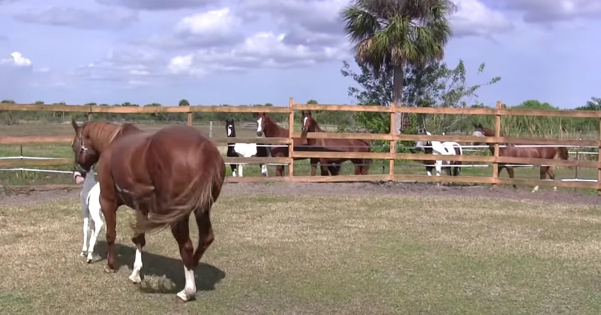Mama Has A Baby So Rare, Even The Other Horses Gather Around In Awe