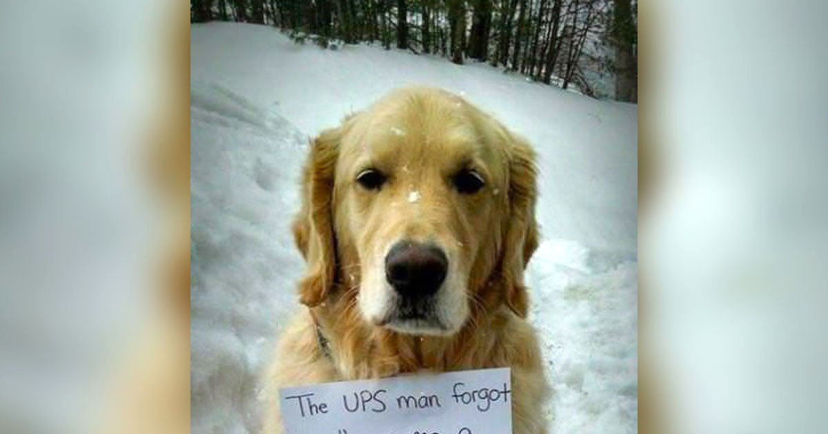 Dog Hides In UPS Truck And Rides All Over Town, Wearing Note With An “Important Message” For All