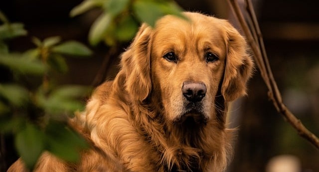 Top 10 Worst Dog Breeds For Guarding Your Home