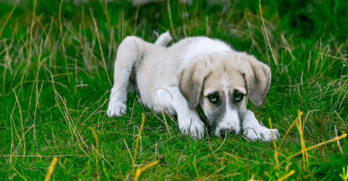 How This Delicious Meal Topper Can Improve Your Dog’s Digestion