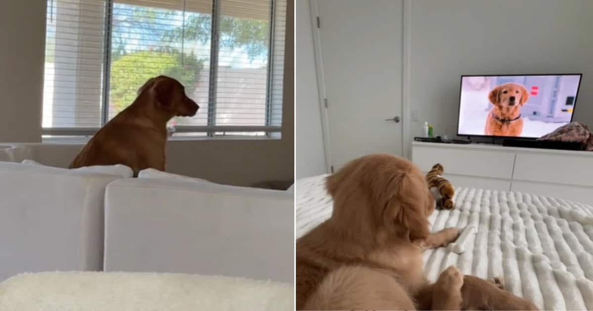 Woman Adopted a “Golden Retriever”, Quickly Realized He Was Something Completely Different