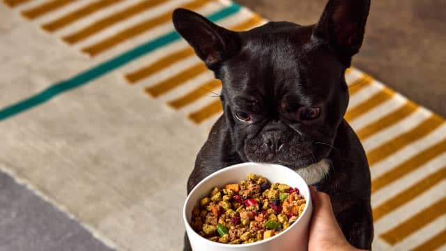 Is FreshBaked Really Better than Kibble?