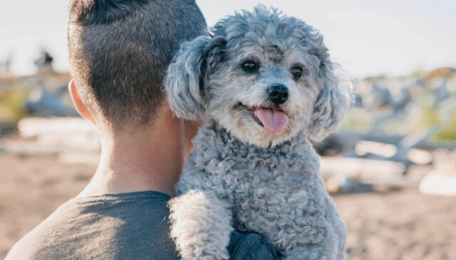 12 Ultimate Dog Breeds ‘Most Likely’ To Follow You Everywhere