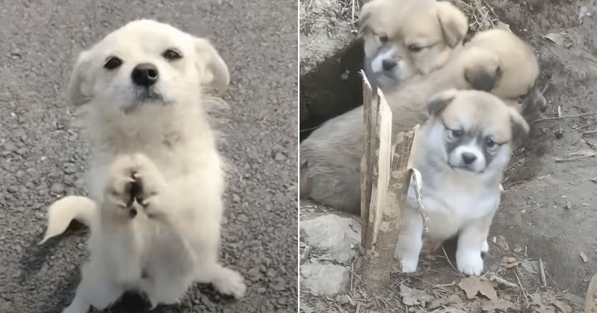 Mother Dog Blocks The Road And 'Begs' Food For Her Little Puppies