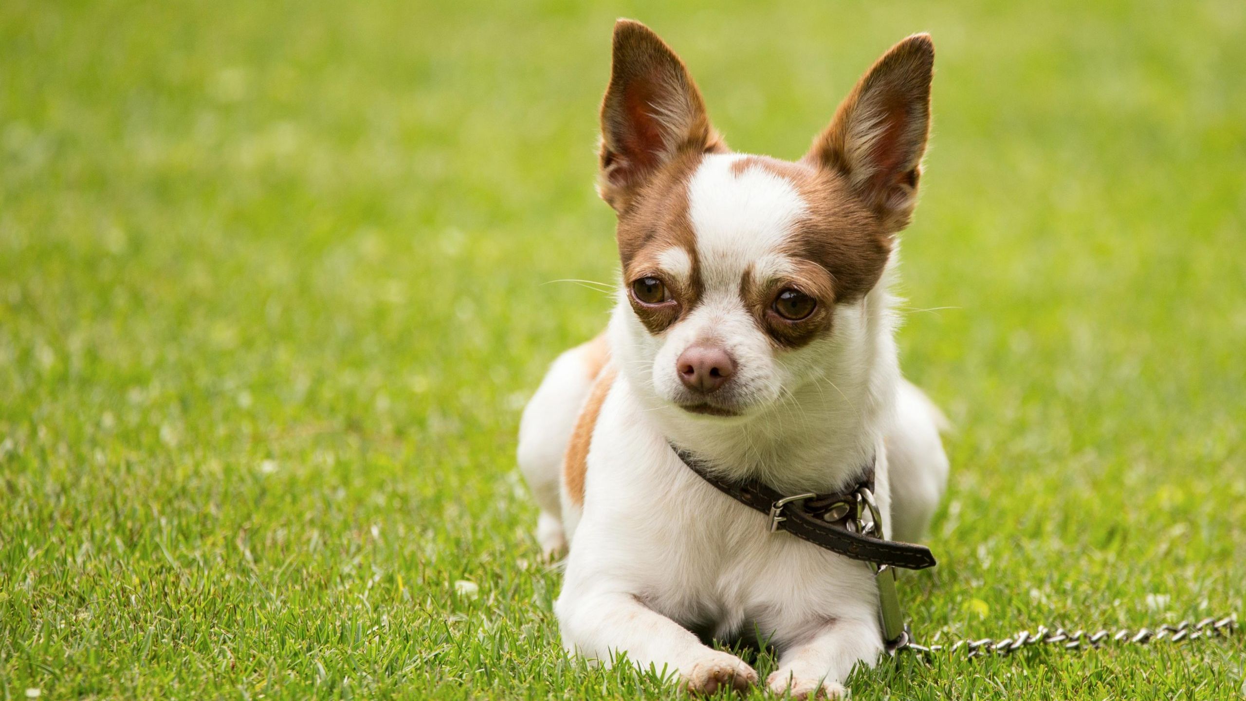 10 Dog Breeds with the Least Health Problems