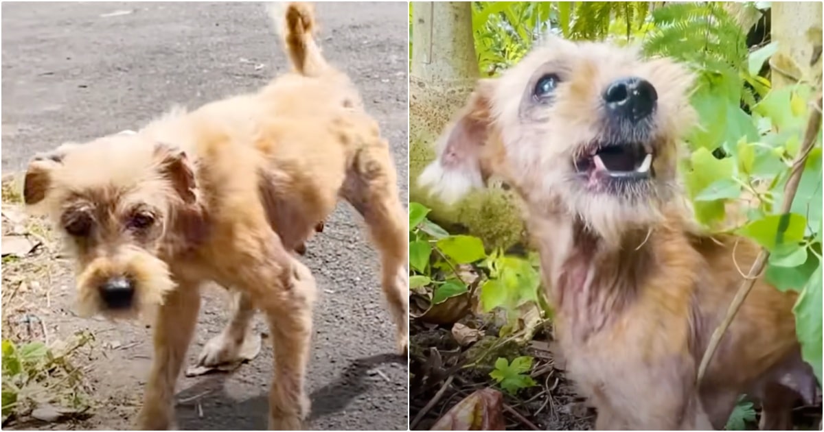 Woman Tracked Dog From Empty Landscape Into A Bush, Trapping Her There