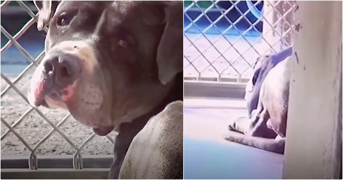 Man Adopts Pit Bull, Can’t Sleep Thinking About The Other Dog He Left There