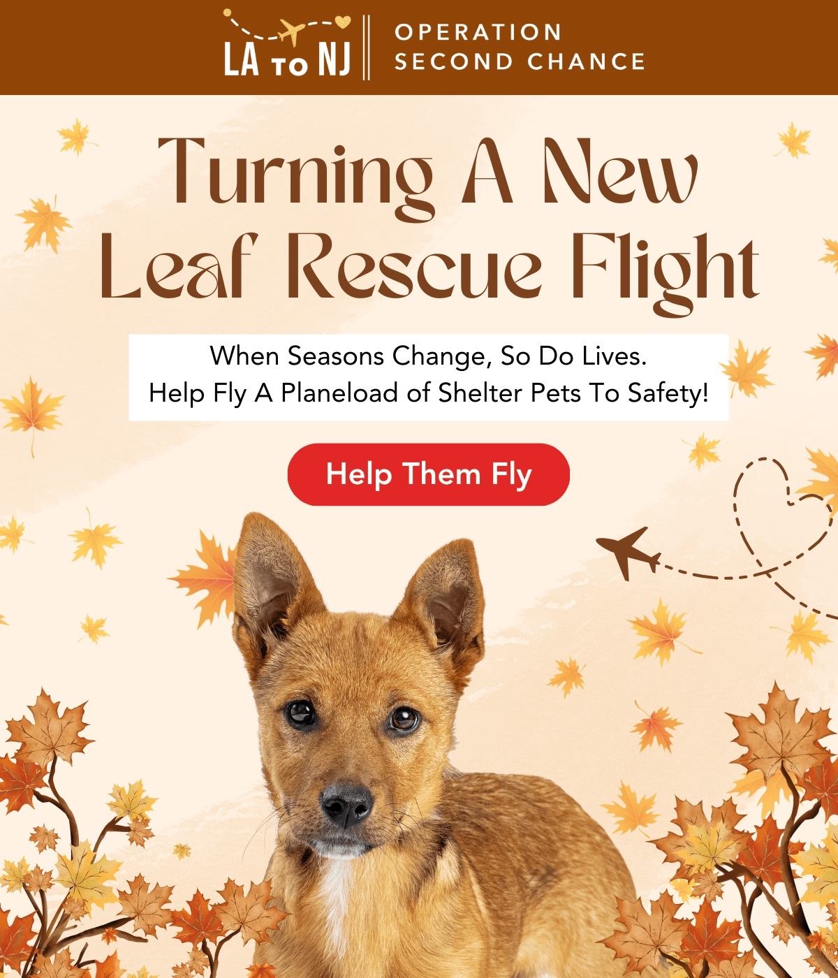 Turning A New Leaf Rescue Flight - When Seasons Change, So Do Lives. Help Fly A Planeload of Shelter Pets To Safety!