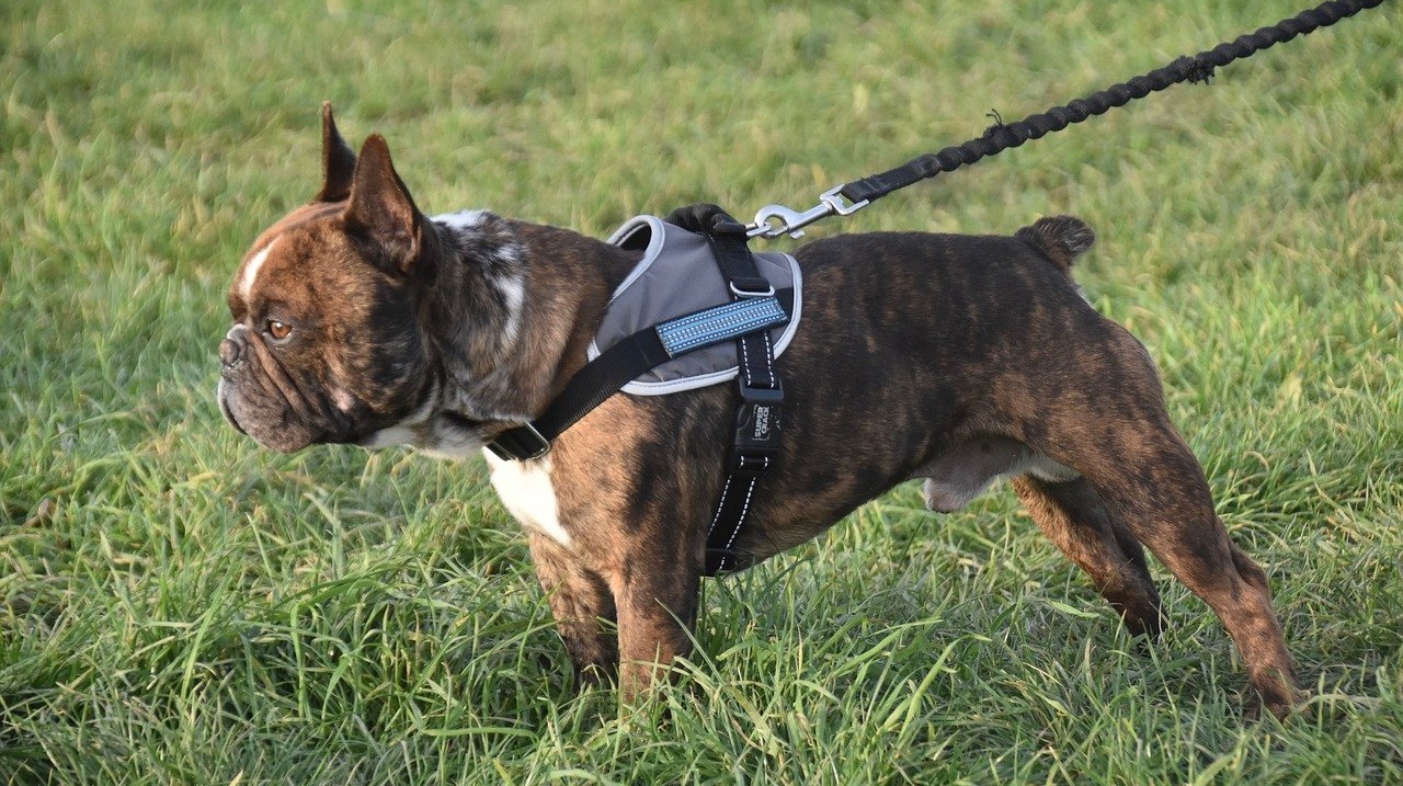 12 Best Dog Leashes – 2024