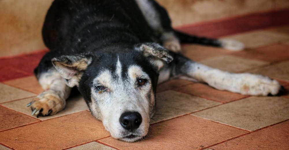 Can Your Arthritic Dog Benefit From CBD Oil? Take The Quiz To Find Out.