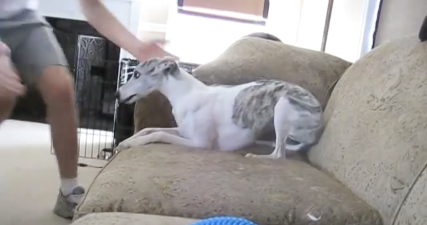 Dog Sitter Films an ‘Epic’ Video While They’re On Vacation