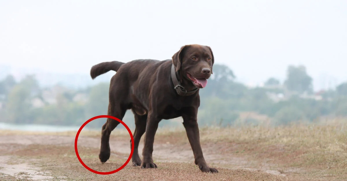 Best CBD For Mobility Support In Dogs
