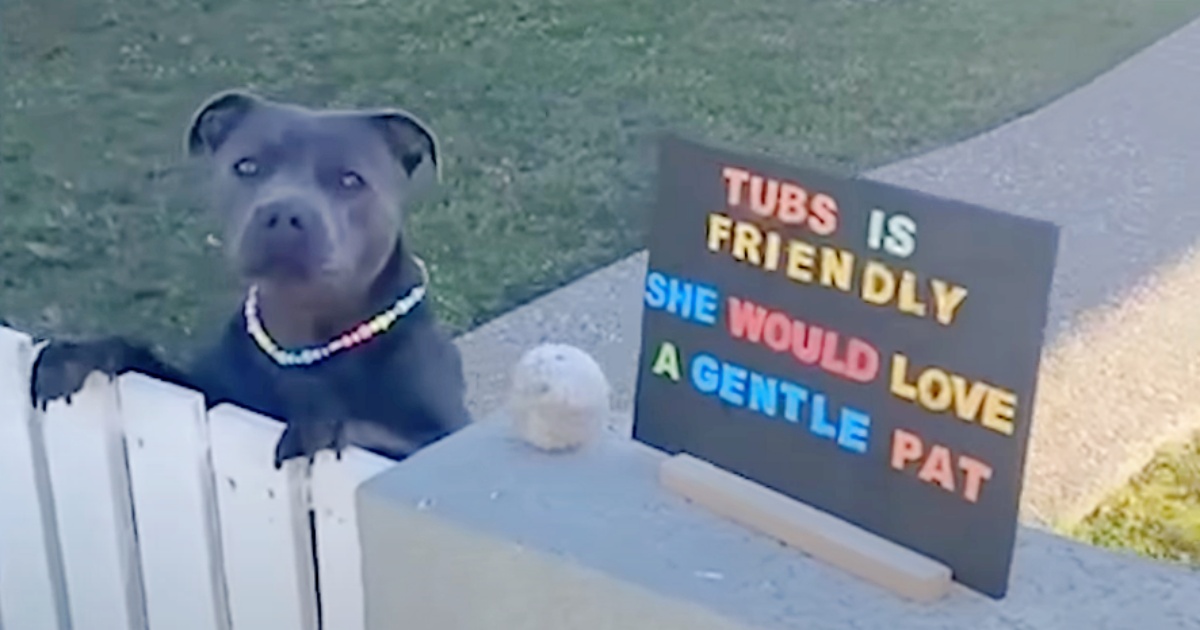 Woman Posts Sign So People Pet Her Dog To Get Her Through Darkest Days
