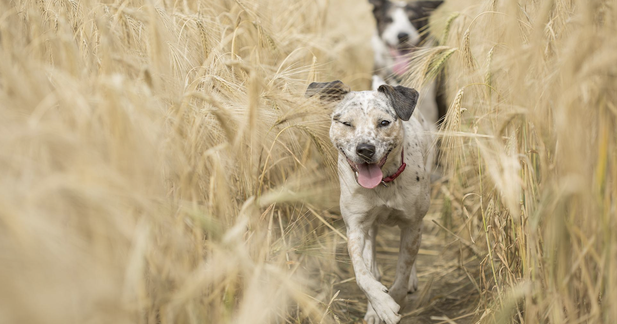 Explore The Many Turkey Tail Mushroom Benefits For Dogs