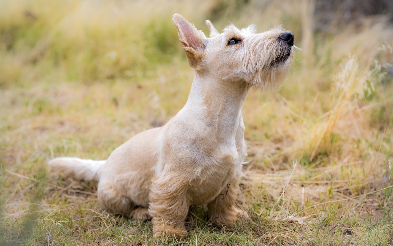 Top 8 Calmest Dog Breeds: Gentle and Easygoing Puppies for Seniors
