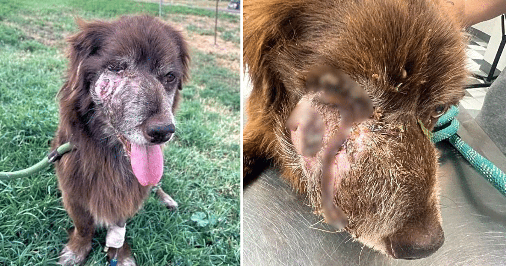 Hearts Broke When Rescuers Saw Bailey Panting In Pain