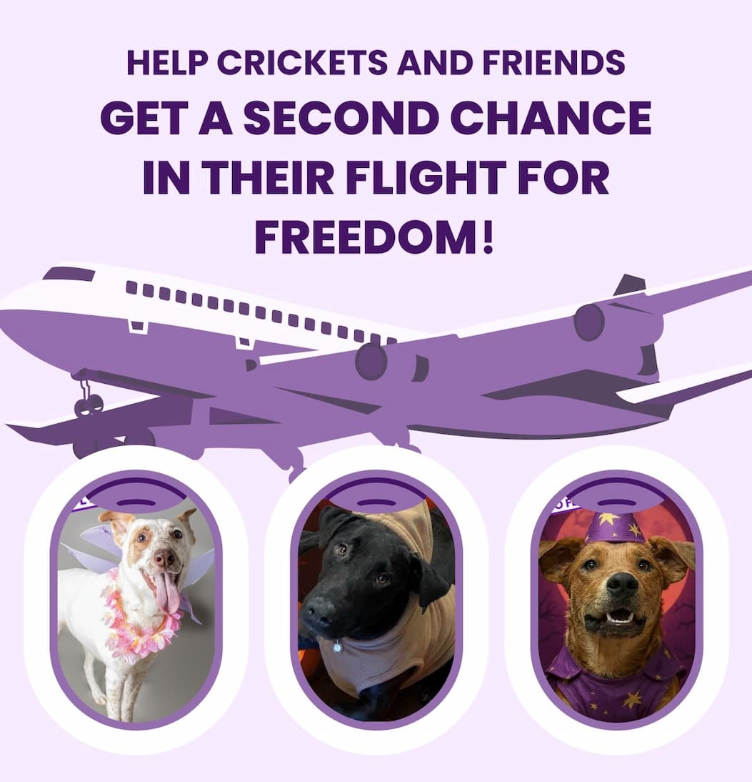 HELP CRICKET AND FRIENDS GET A SECOND CHANCE IN THEIR FLIGHT FOR FREEDOM!