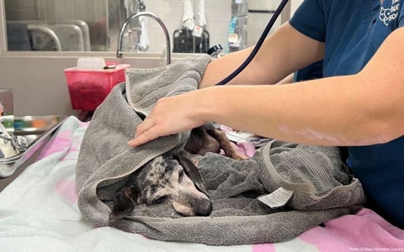 Burned dog receives medical treatment.