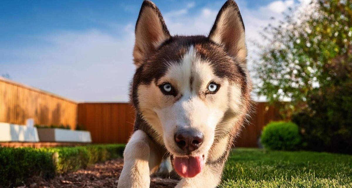 11 Incredible Dog Breeds That Rarely Get Sick