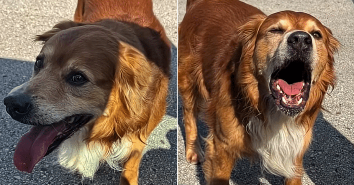 Woman Devastated Speaks Out As She Watched Town Official Kill Stray Golden