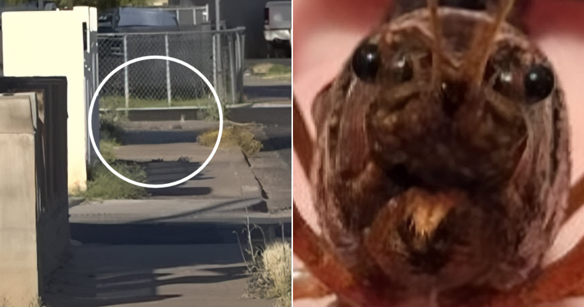 They Found Him Walking On The Sidewalk But He ‘Wasn’t A Dog At All’