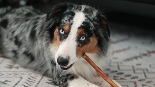 Happy Chewing: Why Natural Dog Chews from Pawstruck are the Way to Go