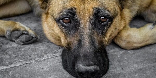 Dogs Killed Following Domestic Dispute