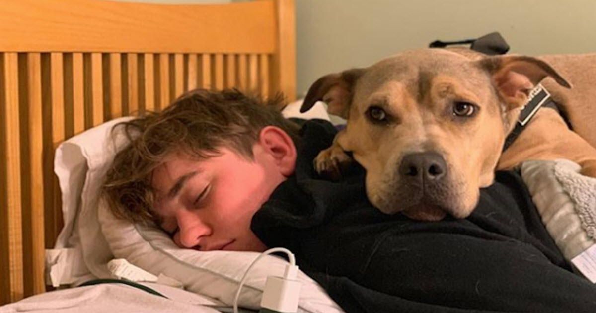 Adopted Dog Was Afraid Of Everything And One Night With His Brother Changed All