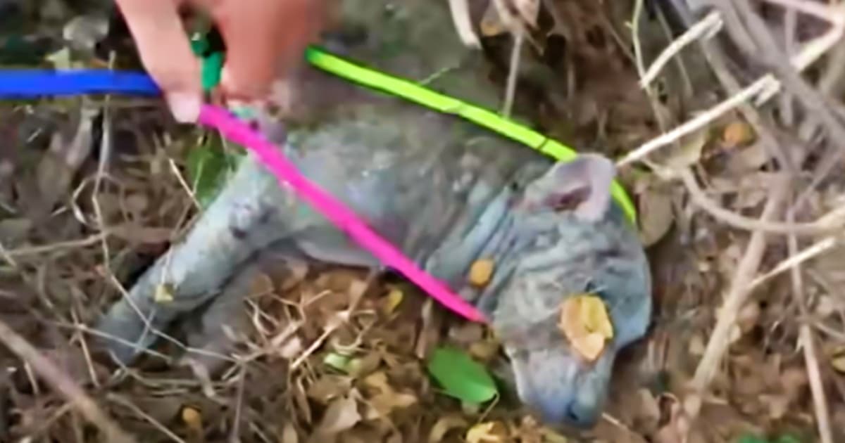 Couple Dug Into Vines To Get To Maimed Puppy Hidden Within