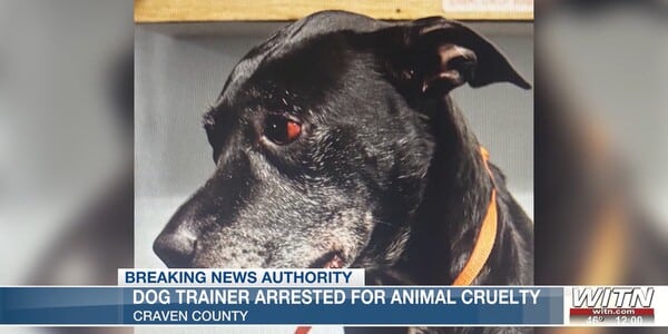 Dog Suffered Such Brutal Abuse From a Trainer That It Needed Emergency Surgery